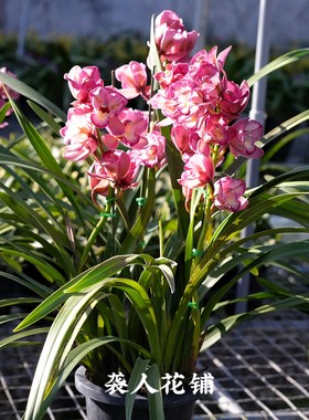 兰花苗红三星碟大花蕙兰中国龙年宵花冬季兰花室内绿植盆栽花卉