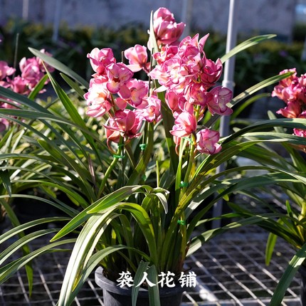 兰花苗红三星碟大花蕙兰中国龙年宵花冬季兰花室内绿植盆栽花卉