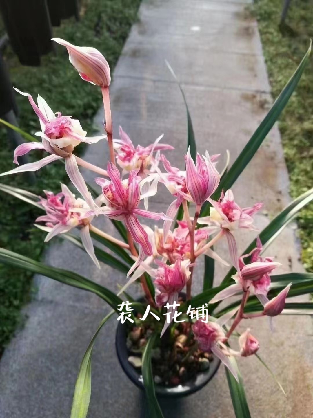 兰花苗盆栽富贵临门寒兰带花苞发货浓香型名贵兰花室内好养绿植