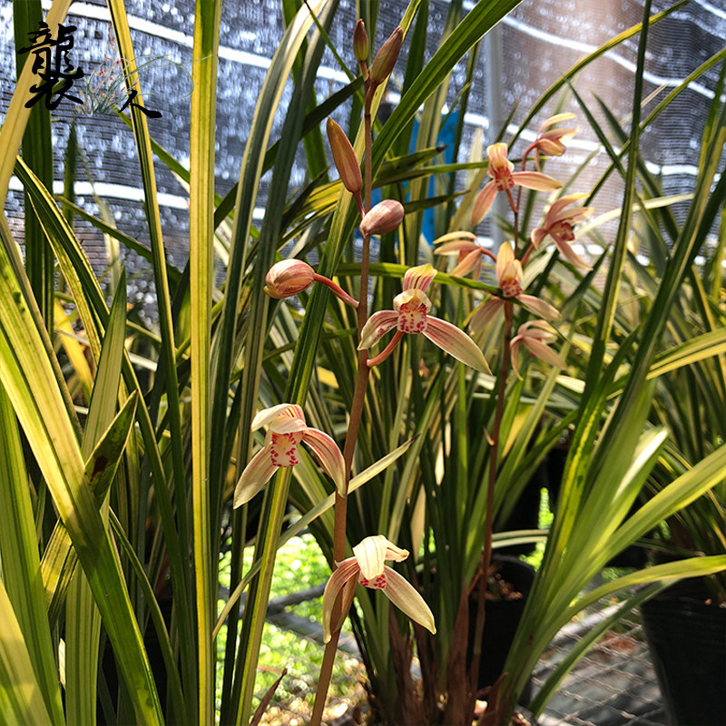 兰花苗八宝奇珍金边线艺建兰四季兰好养浓香室内绿植盆栽