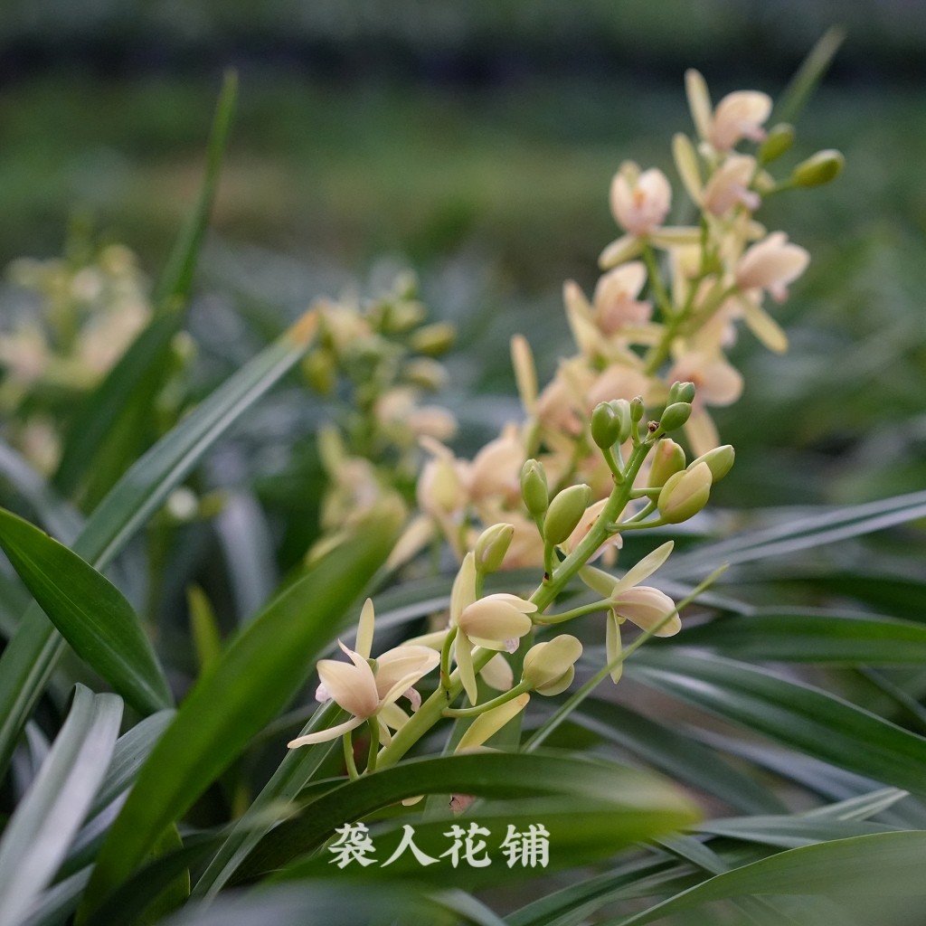 日本香兰精品兰花苗大花蕙兰迷你室内客厅好养绿植盆栽花卉