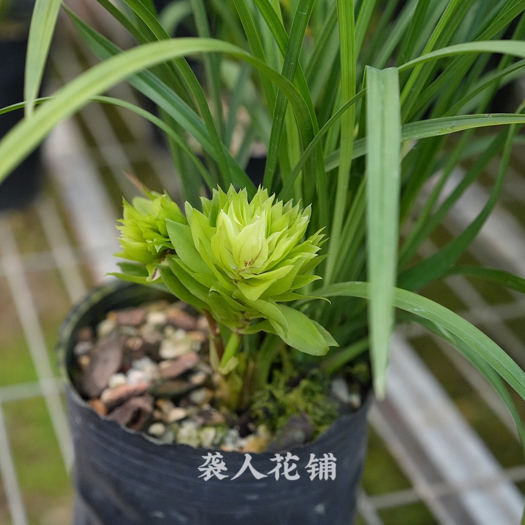 兰花苗春剑多瓣奇花浓香带花苞正品名贵花卉室内客厅好养绿植盆栽