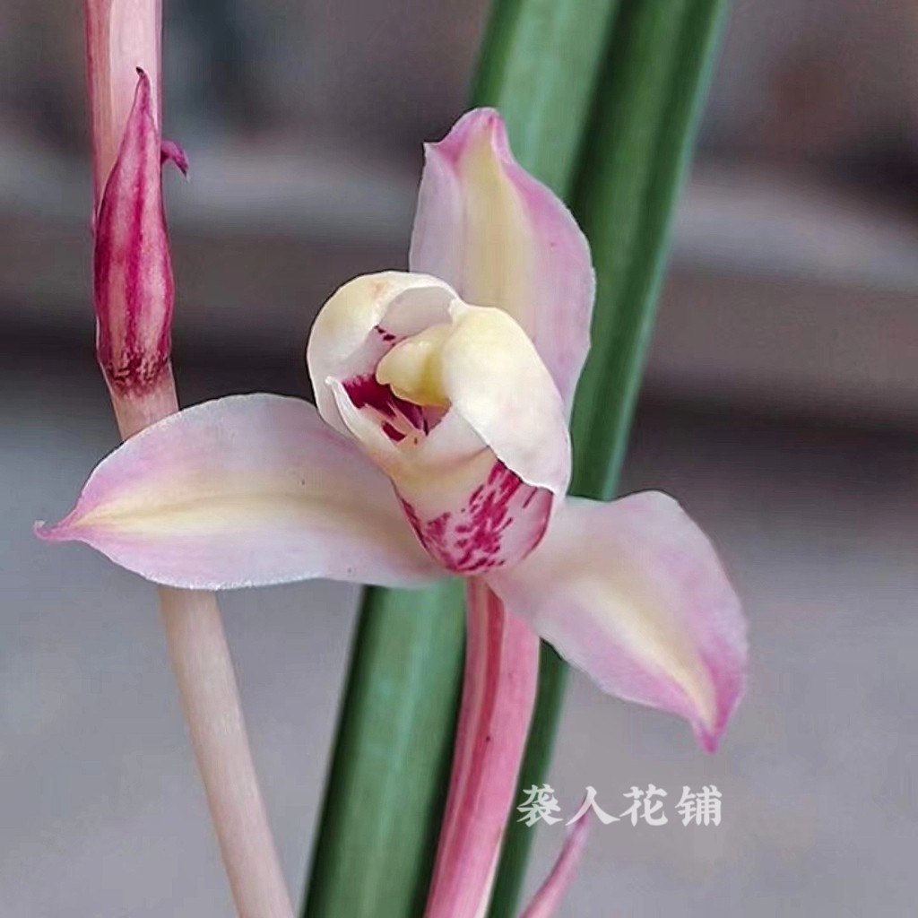 兰花苗建兰七彩复色铭品七彩虹梅浓香型兰花室内桌面好养绿植盆栽