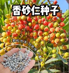 精选川砂仁种子香砂仁种云南砂仁香料调味料易成活香砂种1斤包邮