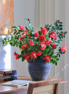 山茶花鲜切【这是真的鲜花！】新鲜采摘发货水养插花茶梅粉色白色