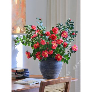 山茶花鲜切【这是真的鲜花！】新鲜采摘发货水养插花茶梅粉色白色