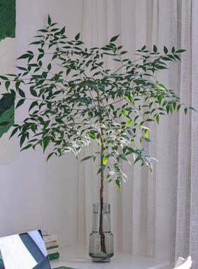 绿天竺鲜切枝新鲜花真花南天竹鲜枝上海发可闪送水养花瓶插花家庭