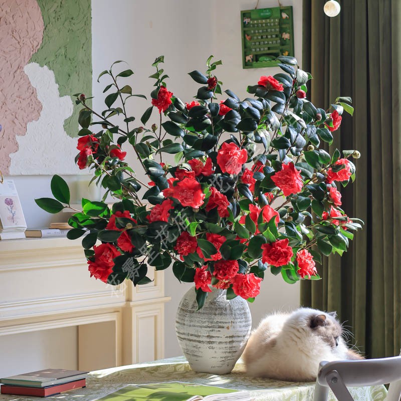 山茶花鲜花【真的】茶梅鲜切花