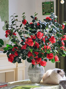 山茶花鲜花【新鲜真的】茶梅鲜切花室内桌面带花苞粉色白色插花