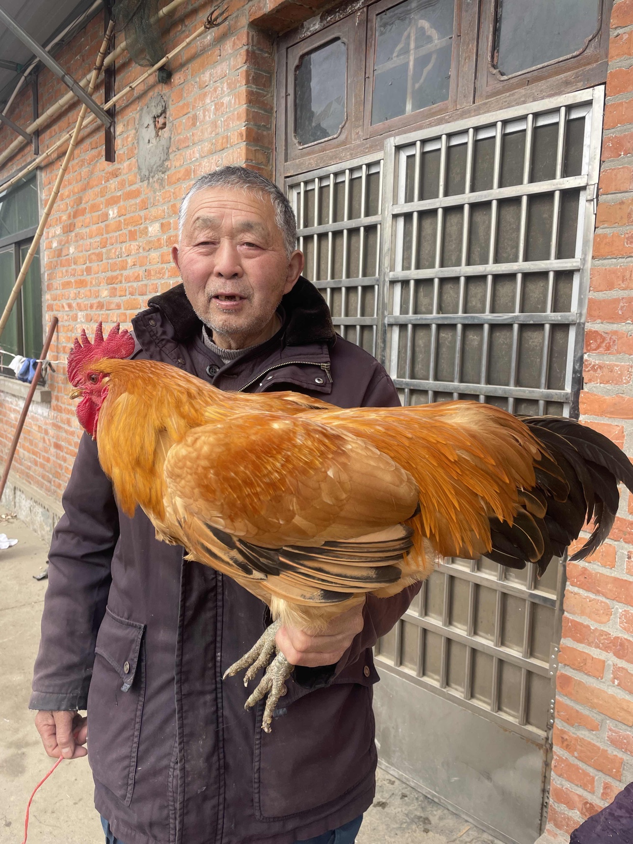 正宗农村家养 散养大公鸡 五爪老公鸡 土鸡 水产肉类/新鲜蔬果/熟食 整鸡/整鸡制品 原图主图