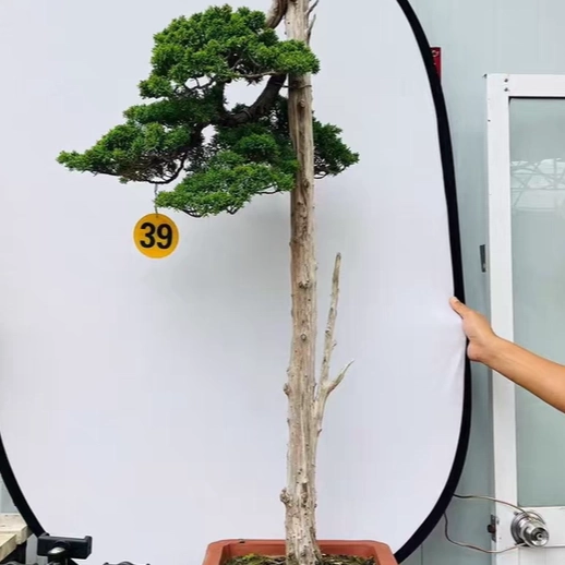 文人济州真柏盆景精品老桩真柏
