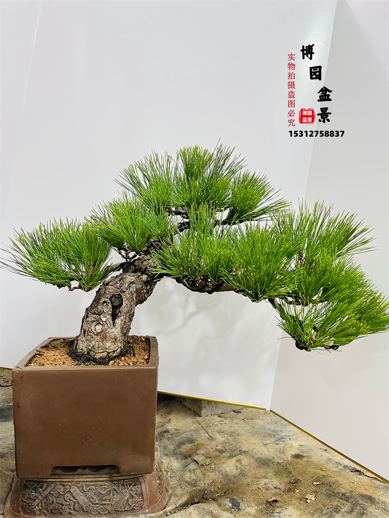 矮霸黑松老桩 造型日本黑松 提根小品黑松盆景大型庭院真柏盆景