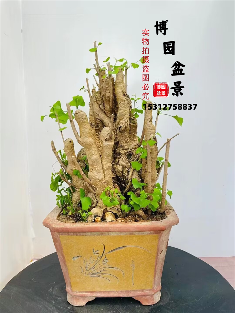 银杏笋盆景树桩花卉盆栽老桩绿植植物室内外