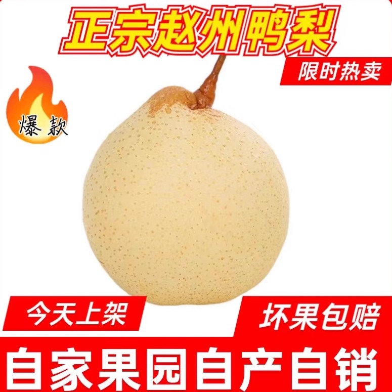 河北鸭梨新鲜赵县水果雪花梨包邮