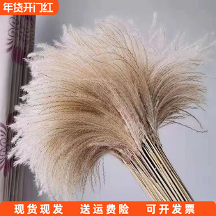 粉色芦苇草干花客厅摆件芦苇花束落地摆直播间假花装饰摆设仿真花