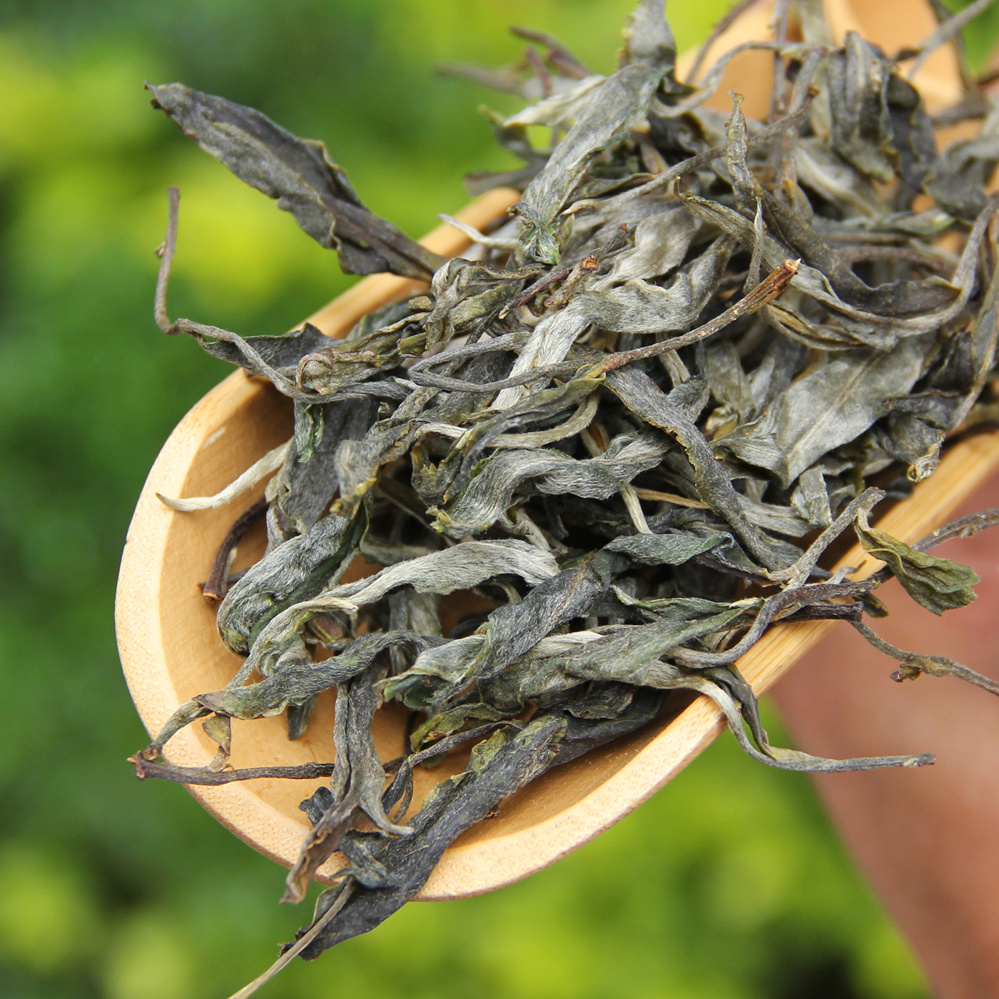懂过头春古树生茶250g散装普洱茶