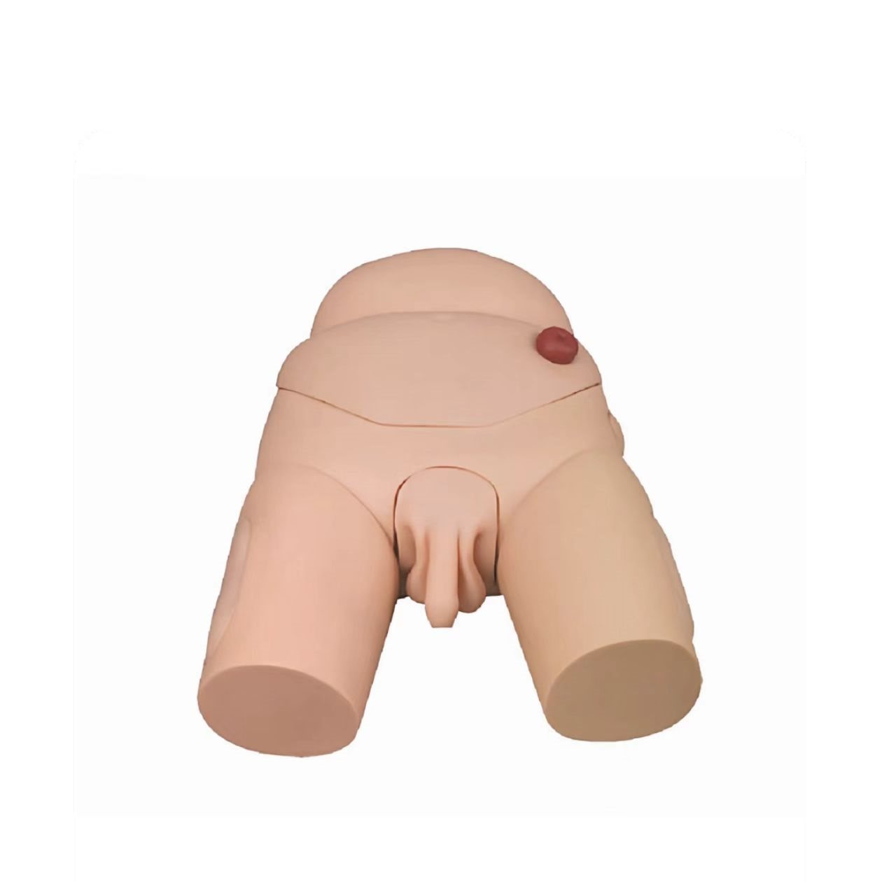 人体模型导尿模型透明训练男性女性生殖器解剖教学全身护理模拟人