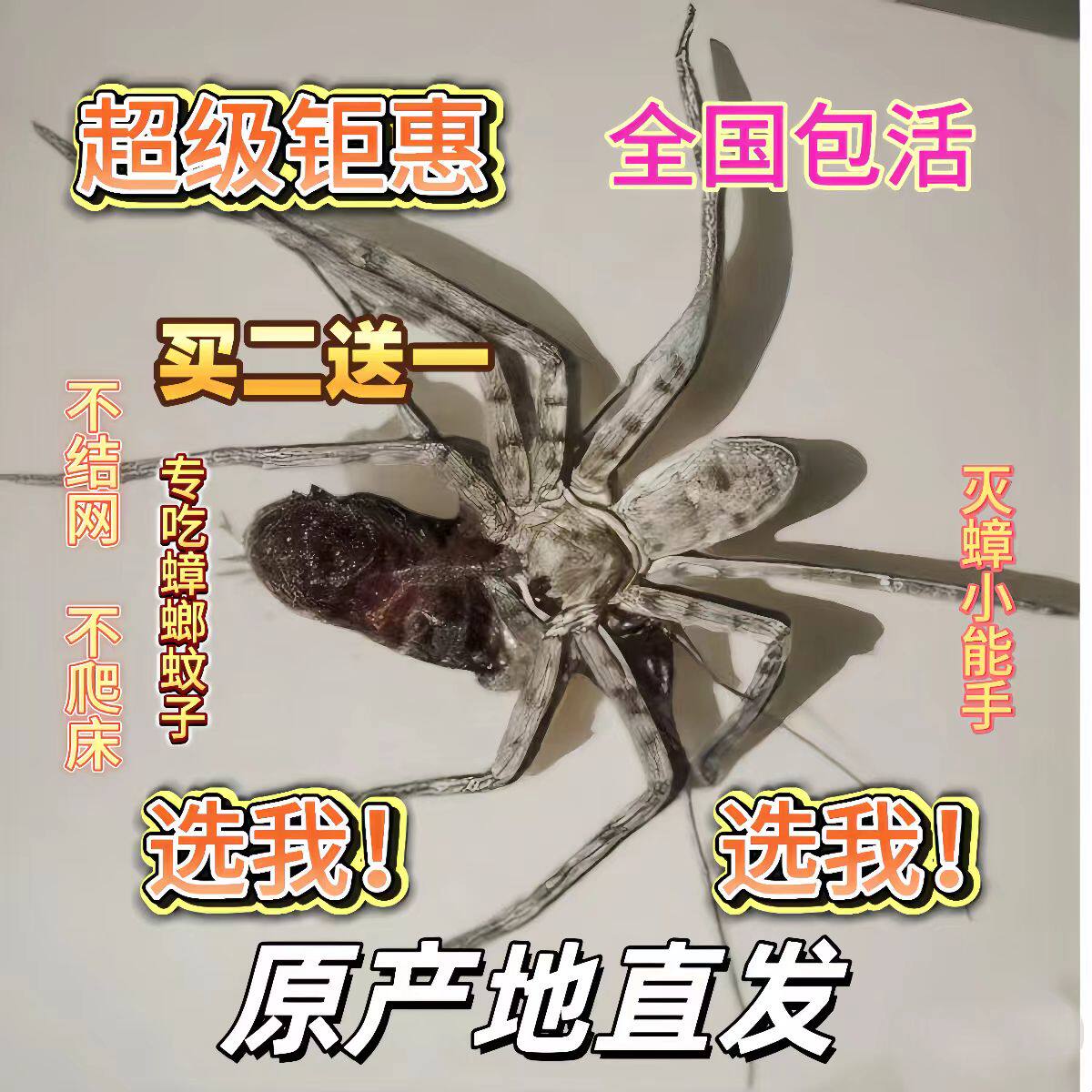 白额高脚蛛蜘蛛吃蟑螂灭杀小强蚊蜘蛛
