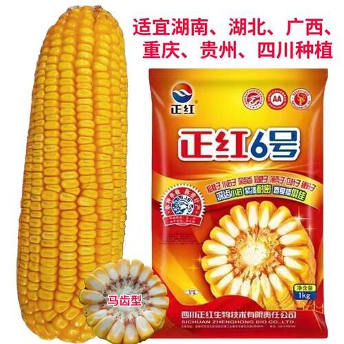 正红6号玉米种子大棒矮杆