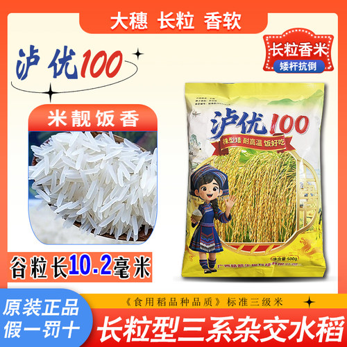 水稻种子泸优100米好吃口感软糯