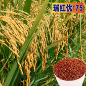 红米新款 上市特色水稻种子瑞红优175红米营养抗倒500g袋