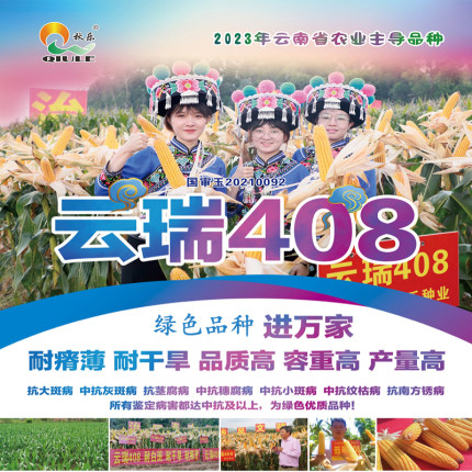 高产玉米种子云瑞408玉米种籽抗病性好长棒均匀不秃尖抗包谷种子