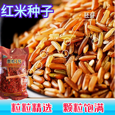 杂粮红米贵红1号水稻种子营养丰富大穗型长粒型维生素高500g/袋