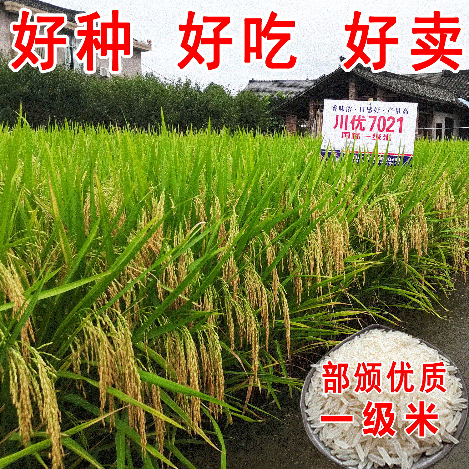 长粒杂交香米种子川优7021水稻种子国标一级米好吃500克