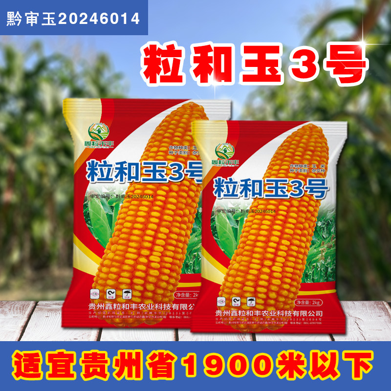 云贵川原装玉米种子耐旱耐瘠薄粒和玉3号适合1000-2200米种植