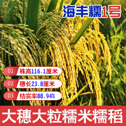 常规糯谷种子晚稻水稻种子海丰糯1号糯谷产量高口感好结实率高