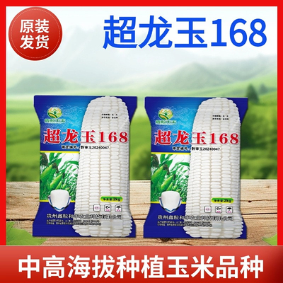 云贵川中高海拔白玉米种子超玉龙168高产大棒大籽粒玉米种子大全