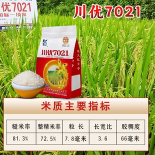 杂交水稻种子长粒香型米川优7021谷子种子部颁一级米好吃500克/袋