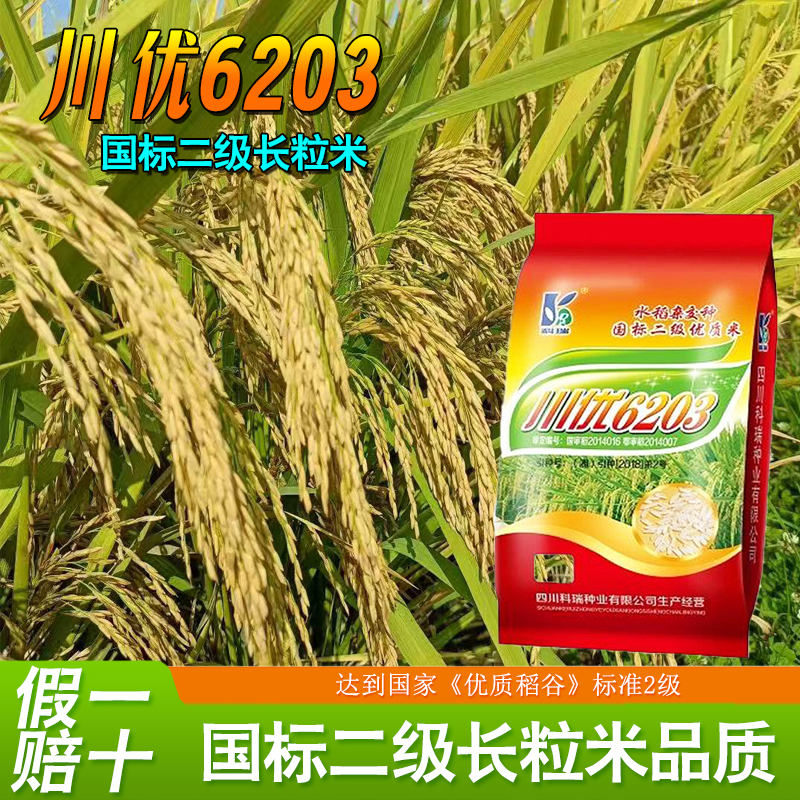水稻种稻谷种高产分蘖强抗病抗倒伏香米香稻好吃泰米品种川优6203