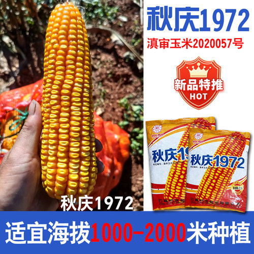 玉米种子秋庆1972偏硬粒型产量高