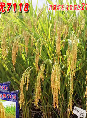 杂交稻特优7118桂潮米米粉专用杂交水稻种子晚稻圆粒大穗1公斤/袋
