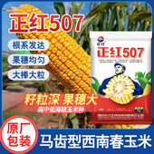 国审杂交玉米种正红507马齿型果穗均匀大棒大粒适宜西南中高海拔