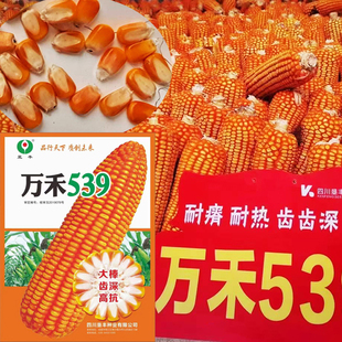 万禾539玉米种子适宜低热河谷 中低海拔区域深齿大棒抗旱1kg