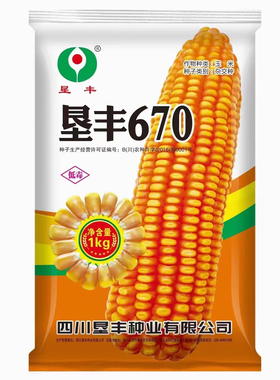云贵川矮杆大棒深马齿玉米种子垦丰670穗轴红色中高海拔种植