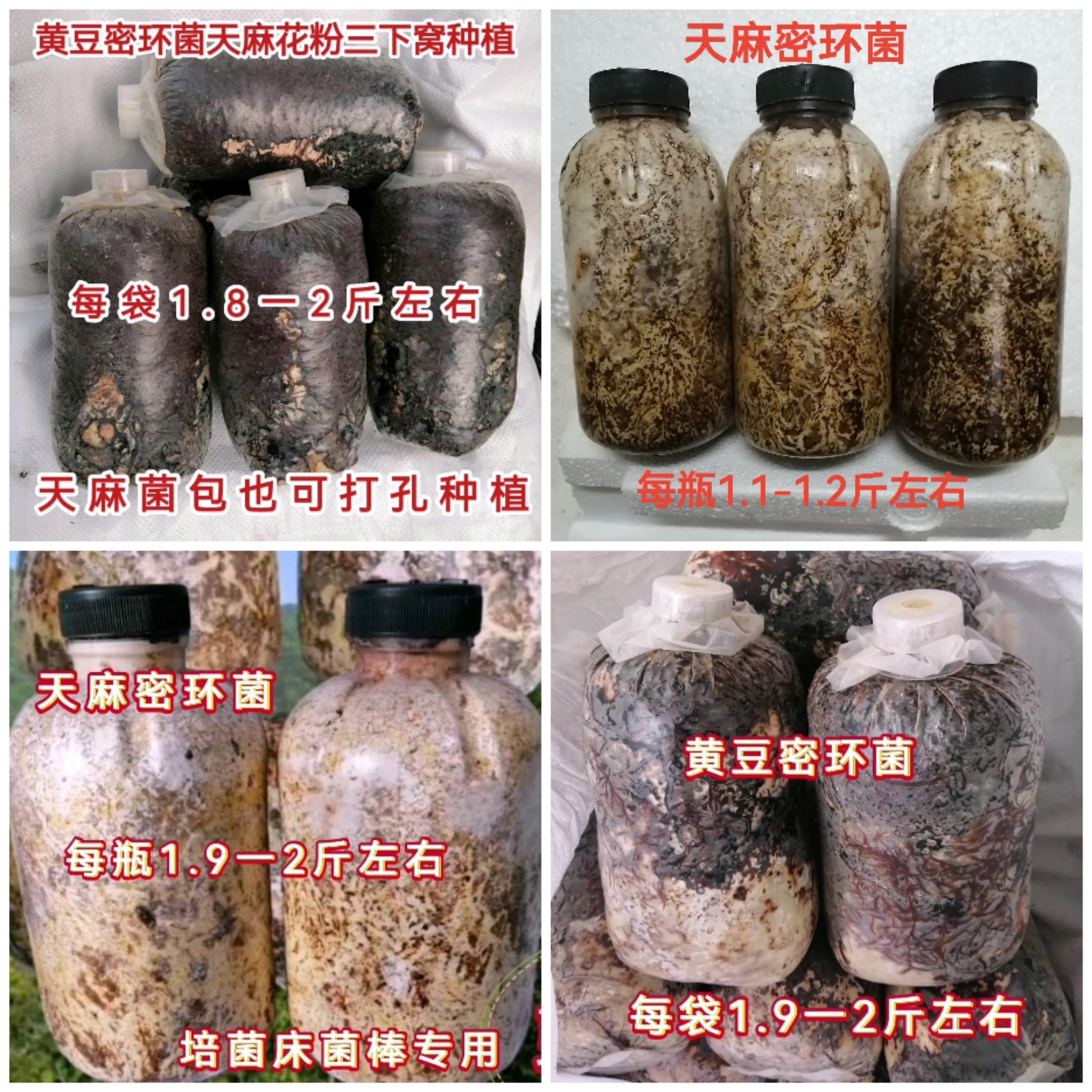 优质天麻蜜环菌锯末蜜环菌黄豆菌打孔种植花粉三下窝种植专用