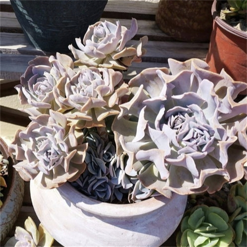 利比里亚天鹅湖多肉一物一拍沙漠之星皱叶系圣卡洛斯多肉稀有品种