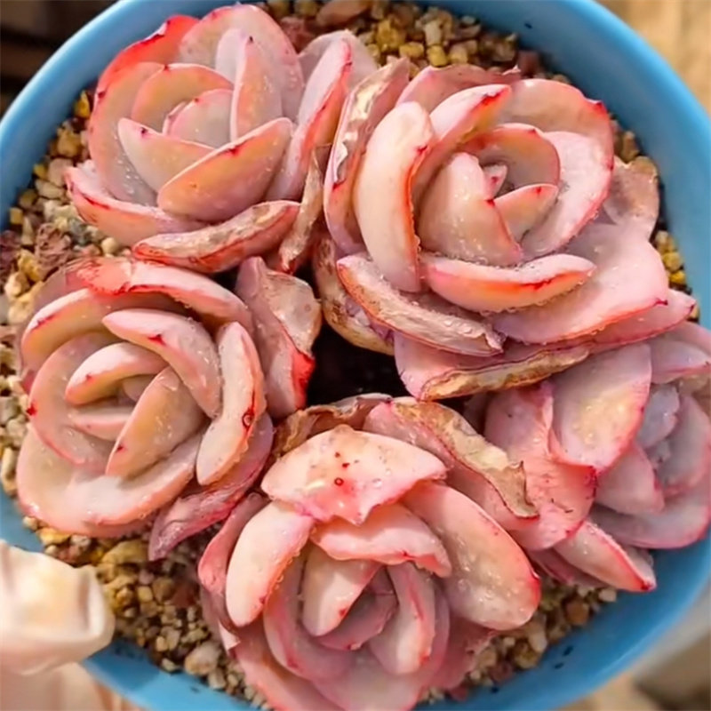 布鲁蓝多肉植物一物一拍多头群生布鲁兰雪莲杂交多肉大颗精品