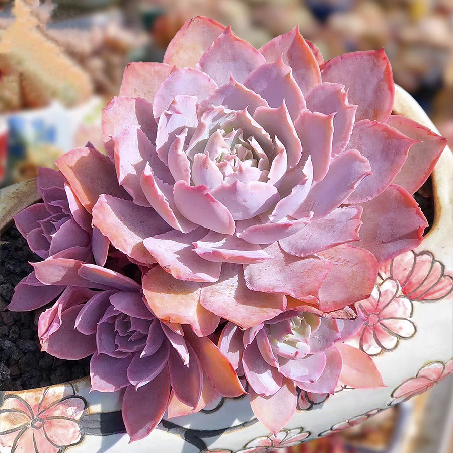 大颗pinky多肉植物一物一拍粉红天使大群多头老桩薄叶系杂交超仙