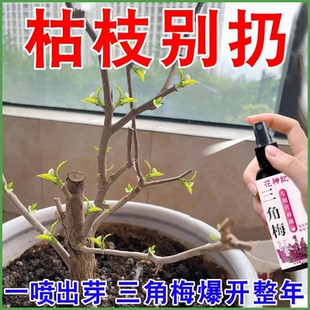 【专治黄叶】三角梅专用肥营养液催生长发新芽延长花期防掉叶烂根