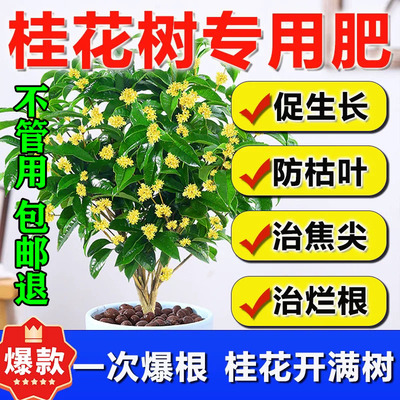 桂花树专用肥料养护营养液家庭园艺四季通用复合肥绿植促花养花花