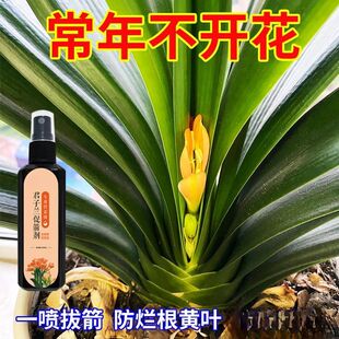 君子兰夹箭肥料促箭剂速效开花专用肥治不开花黄叶专用营养液通用