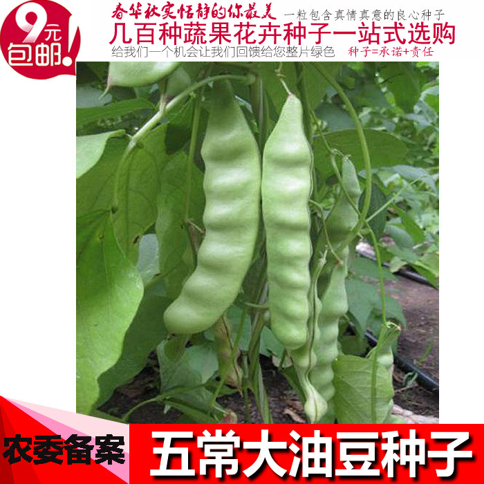 蔬菜种孑绿色油豆