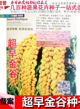 超早金谷种子小米种子谷种谷子种籽金玉小香米谷糯小米黄谷粟米