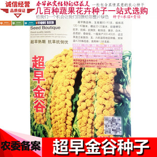 超早金谷种子小米种子谷种谷子种籽金玉小香米谷糯小米黄谷粟米