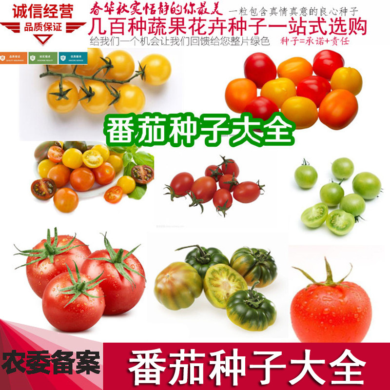 番茄种子西红柿种籽紫玉圣女果黄柿子小番茄盆栽水果矮粉蔬菜种孑