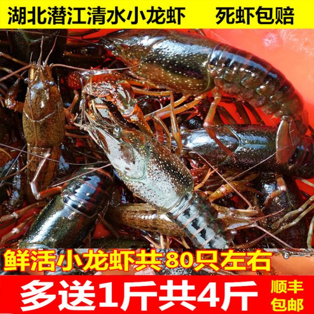 新鲜小龙虾鲜红活虾一两大虾